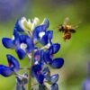 Texas Bluebonnets Seeds, Lupinus texensis - Image 6