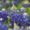 Texas Bluebonnets Seeds, Lupinus texensis - Image 9