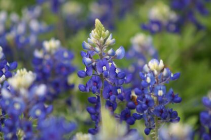 Texas Bluebonnets Seeds, Lupinus texensis - Image 9