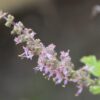 Kapoor Tulsi/Holy Basil, Free Shipping, Ocimum africanum - Image 3