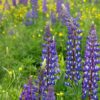 Wild Lupines Seeds, Lupin perennis - Image 7