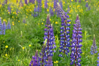 Wild Lupines Seeds, Lupin perennis - Image 7