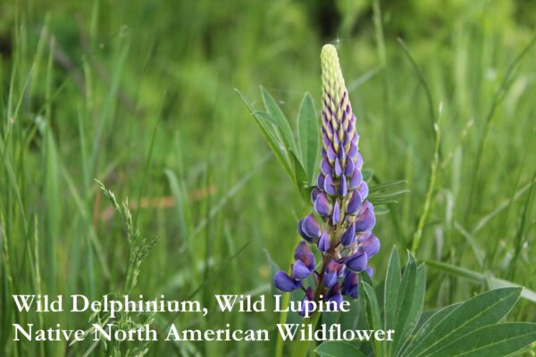 wild lupin native wildflower