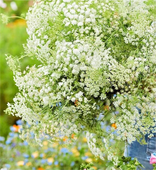 False Queen Anne’s Lace/Bishops Flowers, Free Shipping, Ammi majus - Image 2