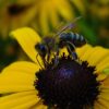 Black-eyed Susan Seeds, Rudbeckia hirta - Image 5