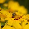 Plains Coreopsis Seeds, Coreopsis tinctoria - Image 7