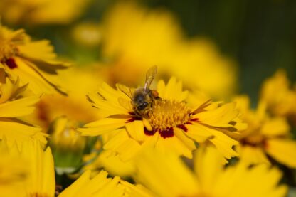 Plains Coreopsis Seeds / Coreopsis tinctoria - Image 7