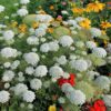 False Queen Anne’s Lace/Bishops Flowers, Free Shipping, Ammi majus - Image 3