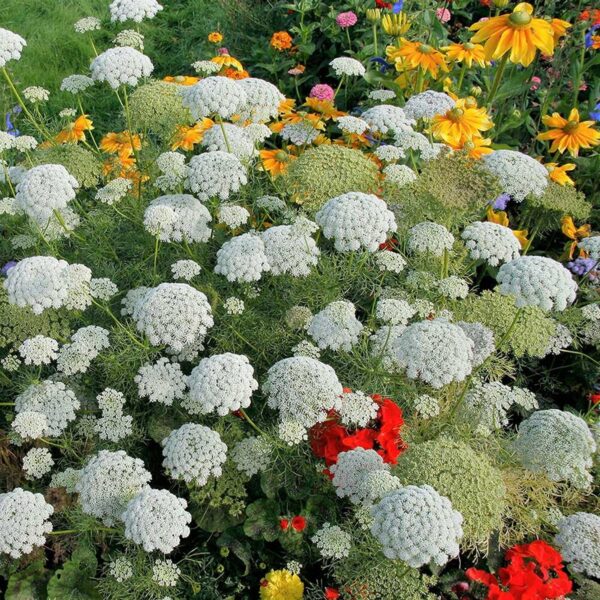 False Queen Anne’s Lace/Bishops Flowers, Free Shipping, Ammi majus - Image 3