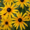 Black-eyed Susan Seeds, Rudbeckia hirta - Image 9