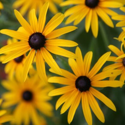 Black-eyed Susan Seed / Rudbeckia hirta - Image 9
