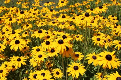 Black-eyed Susan Seed / Rudbeckia hirta - Image 7