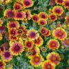 Blanket Flower Seeds, Gaillardia aristata - Image 6