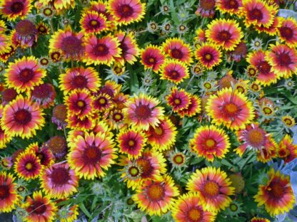 Blanket Flower Seeds / Gaillardia aristata - Image 6