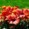 Blanket Flower Seeds, Gaillardia aristata - Image 7