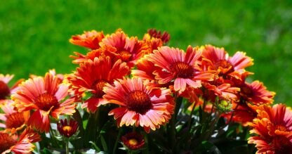 Blanket Flower Seeds / Gaillardia aristata - Image 7