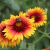 Blanket Flower Seeds, Gaillardia aristata - Image 8