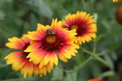 Blanket Flower Seeds / Gaillardia aristata - Image 8