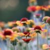 Blanket Flower Seeds, Gaillardia aristata - Image 9