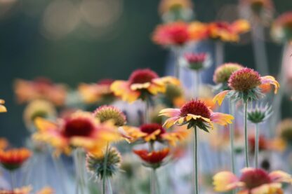 Blanket Flower Seeds / Gaillardia aristata - Image 9