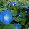 Heavenly Blue Morning Glory, Free Shipping, Ipomea tricolor - Image 4