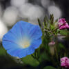 Heavenly Blue Morning Glory, Free Shipping, Ipomea tricolor - Image 5