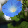 Heavenly Blue Morning Glory, Free Shipping, Ipomea tricolor - Image 6