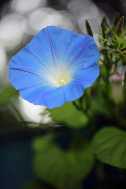 Heavenly Blue Morning Glory / Ipomea tricolor - Image 6