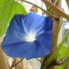 Heavenly Blue Morning Glory, Free Shipping, Ipomea tricolor - Image 9