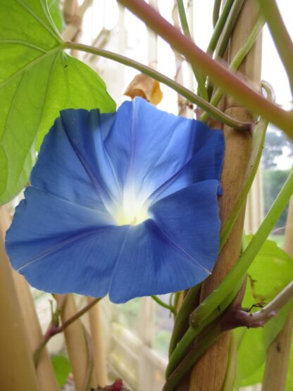 Heavenly Blue Morning Glory / Ipomea tricolor - Image 9