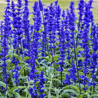 Perennial Flower Seeds