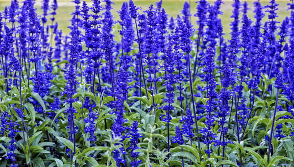 Blue Sage Seeds, Blue Salvia / Salvia farinacea - Image 6