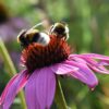 Purple Coneflower Seeds, Echinacea purpurea - Image 4