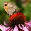 Purple Coneflower Seeds, Echinacea purpurea - Image 5