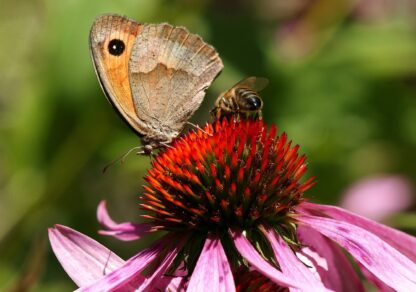 Purple Coneflower Seeds, Echinacea purpurea - Image 5