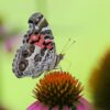 Purple Coneflower Seeds, Echinacea purpurea - Image 6