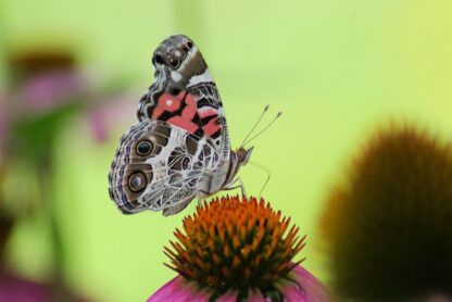 Purple Coneflower Seeds, Echinacea purpurea - Image 6