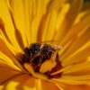 Calendula Seeds, Pot Marigold, Calendula officinalis - Image 4