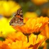 Calendula Seeds, Pot Marigold, Calendula officinalis - Image 5