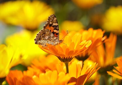 Calendula Seeds, Pot Marigold / Calendula officinalis - Image 5