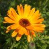 Calendula Seeds, Pot Marigold, Calendula officinalis - Image 6