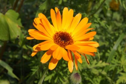 Calendula Seeds, Pot Marigold / Calendula officinalis - Image 6