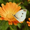 Calendula Seeds, Pot Marigold, Calendula officinalis - Image 7