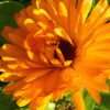 Calendula Seeds, Pot Marigold, Calendula officinalis - Image 8