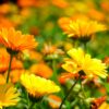 Calendula Seeds, Pot Marigold, Calendula officinalis - Image 9