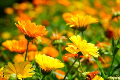 Calendula Seeds, Pot Marigold / Calendula officinalis - Image 9