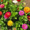 zinnias are heat and sun tolerant for southern summer gardens