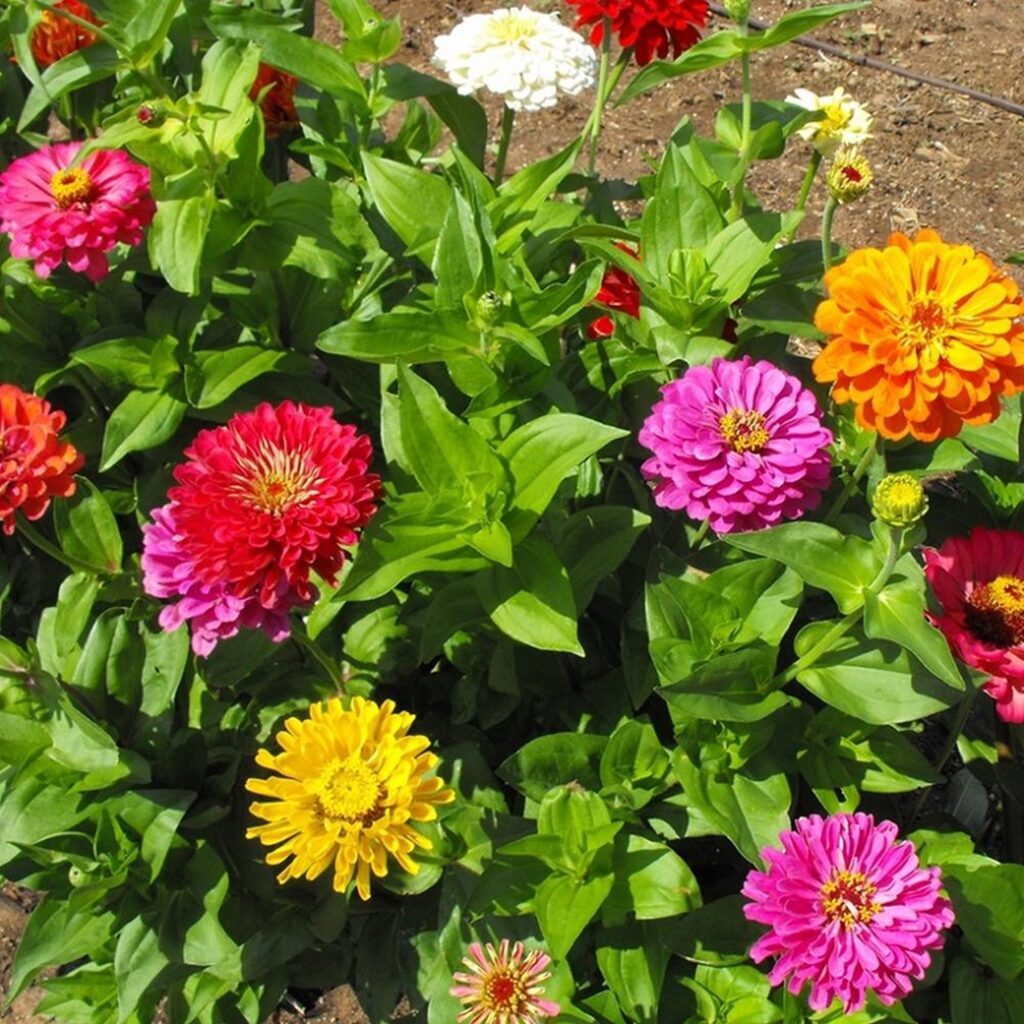 zinnias are heat and sun tolerant for southern summer gardens