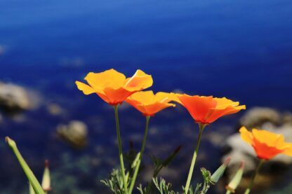 California Poppy Seeds, Eschscholzia californica - Image 2