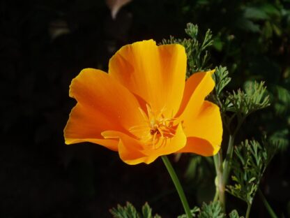 california poppy